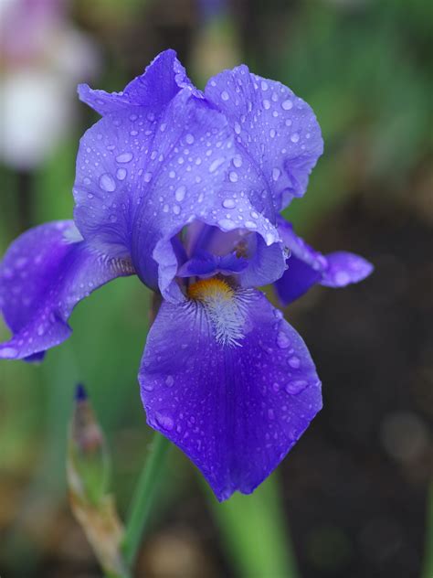 Iris .